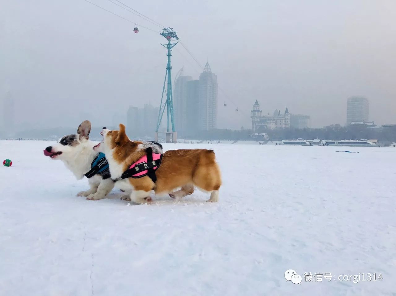 柯基show面对冰天雪地两只柯基太兴奋啦