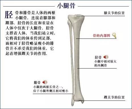 人体骨骼系统好图建议大家收藏