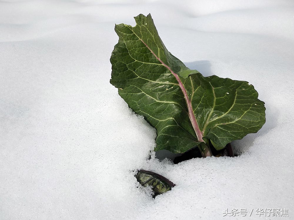 菜农雪地里刨白菜冰雪天蔬菜价格上涨天气是主要影响因素