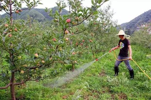 苹果树高产的浇水方式