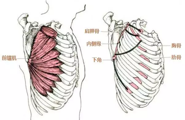 天使的翅膀"蝴蝶肩"并不美,这是要警惕的病态