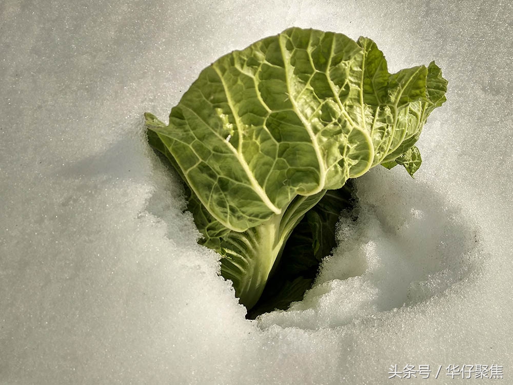 菜农雪地里刨白菜冰雪天蔬菜价格上涨天气是主要影响因素