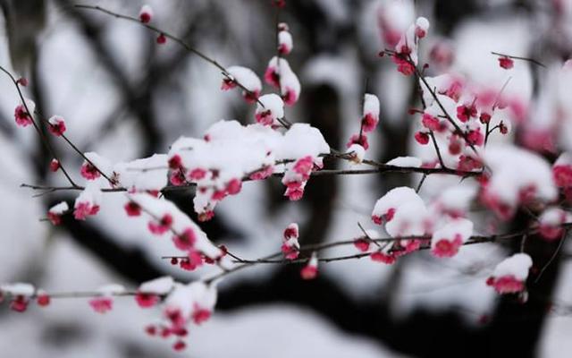 闲云原创梅雪