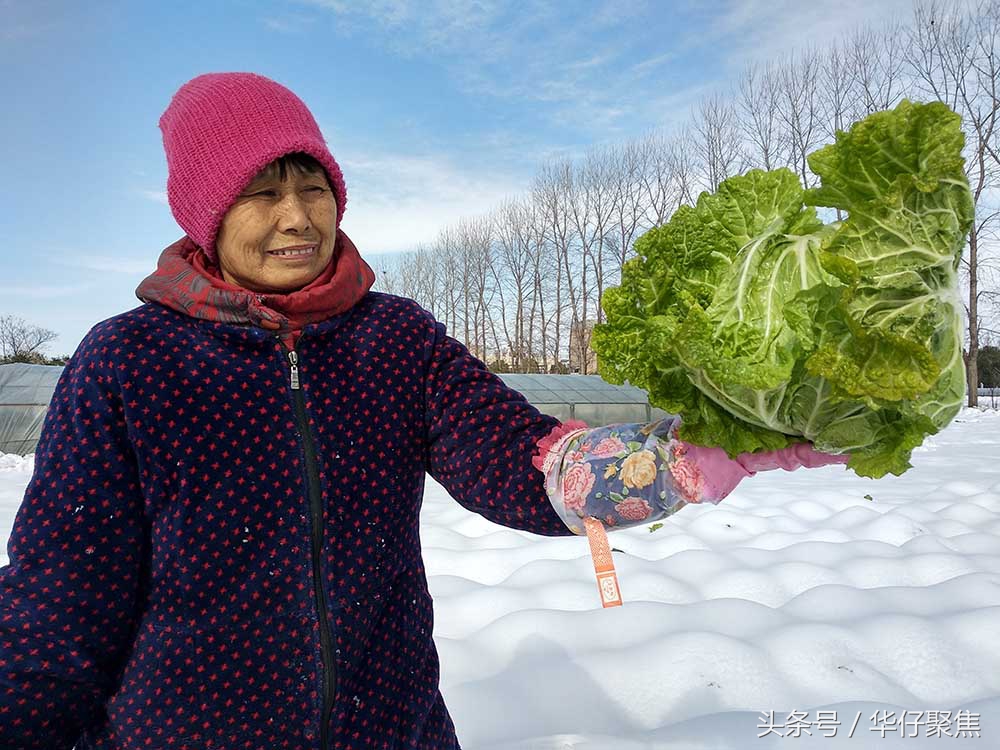 菜农雪地里刨白菜冰雪天蔬菜价格上涨天气是主要影响因素