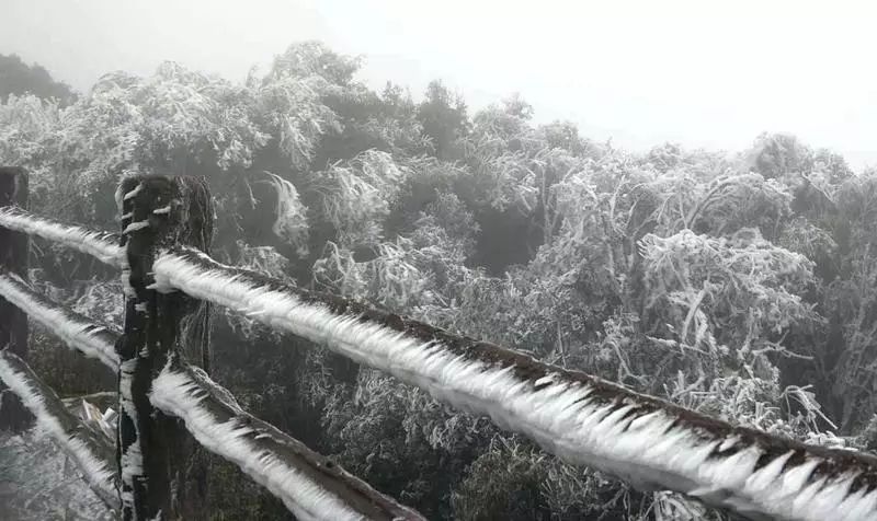 强降温来袭,镇沅县和平镇金山丫口景区出现雾凇美景