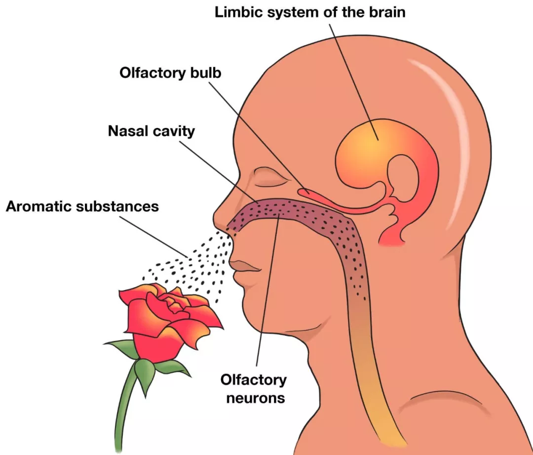 嗅觉功能与首发精神疾病的关系