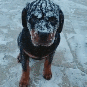 狗狗跑出去玩雪,没做防寒措施,冻得差点不成狗!