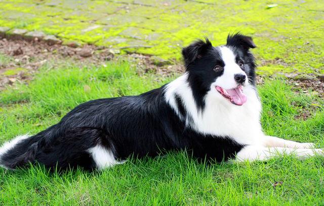 最忠诚的狗_这条土狗它原来是中华田园犬