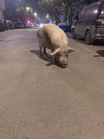 网友投稿:哪家猪跑出来了