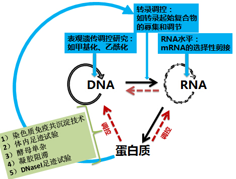 dna ,rna , 蛋白质,中心法则虐我千万遍