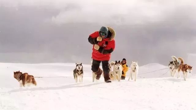 所以国外的雪橇犬永远都是精力充沛,意气风发的样子