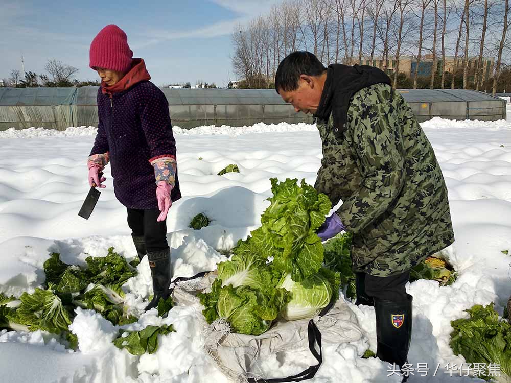 菜农雪地里刨白菜冰雪天蔬菜价格上涨天气是主要影响因素