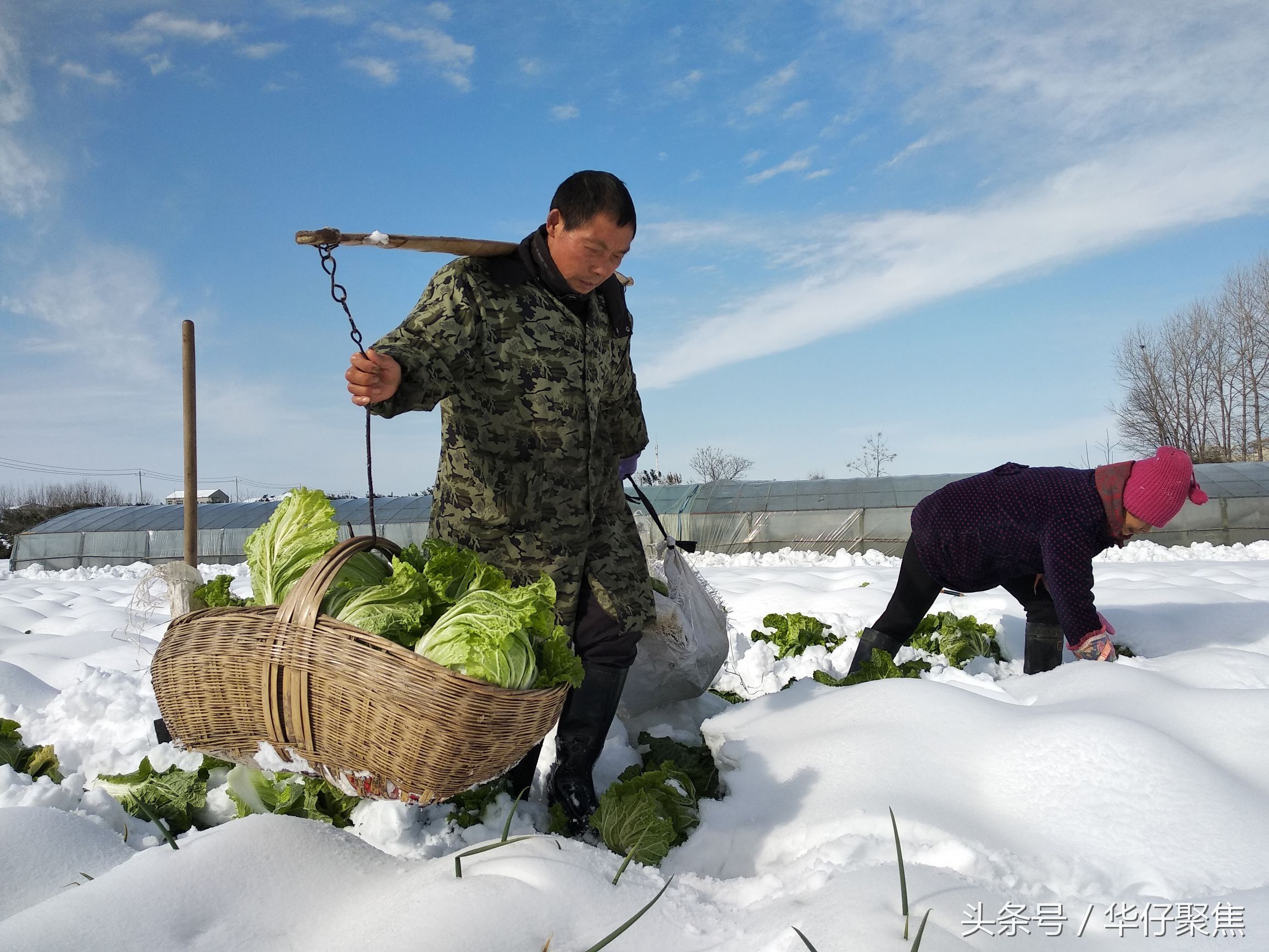 菜农雪地里刨白菜冰雪天蔬菜价格上涨天气是主要影响因素