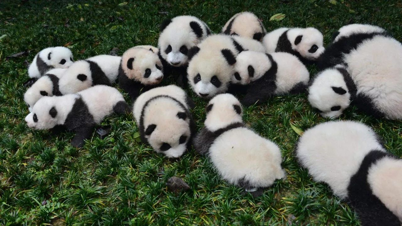 要知道中国的大熊猫租不卖