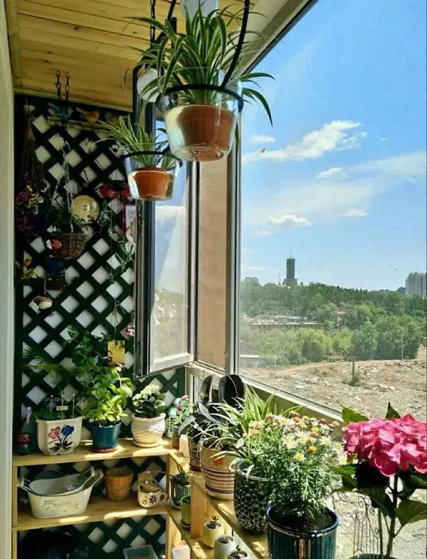 阳台花房 | 阳台墙上放花,不占位置,邻居都说美!