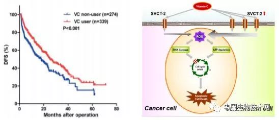 《自然》：王红阳院士团队发现维生素C优先杀死肝癌的肿瘤干细胞