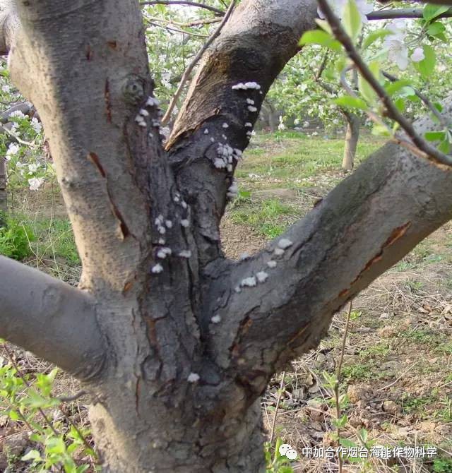 年度大总结苹果树病虫害识别图谱