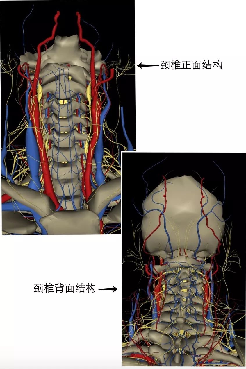 图中黄色部分为穿插在7块颈椎中的神经,红色为动脉,蓝色为静脉