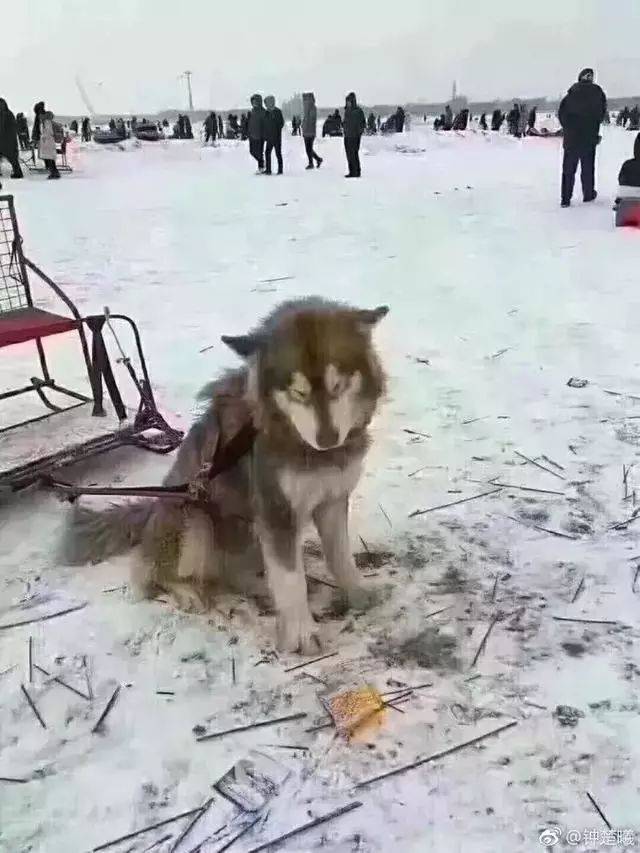 "狗拉雪橇"项目仍存在!一只狗拉着两个人,累得双腿瑟瑟发抖