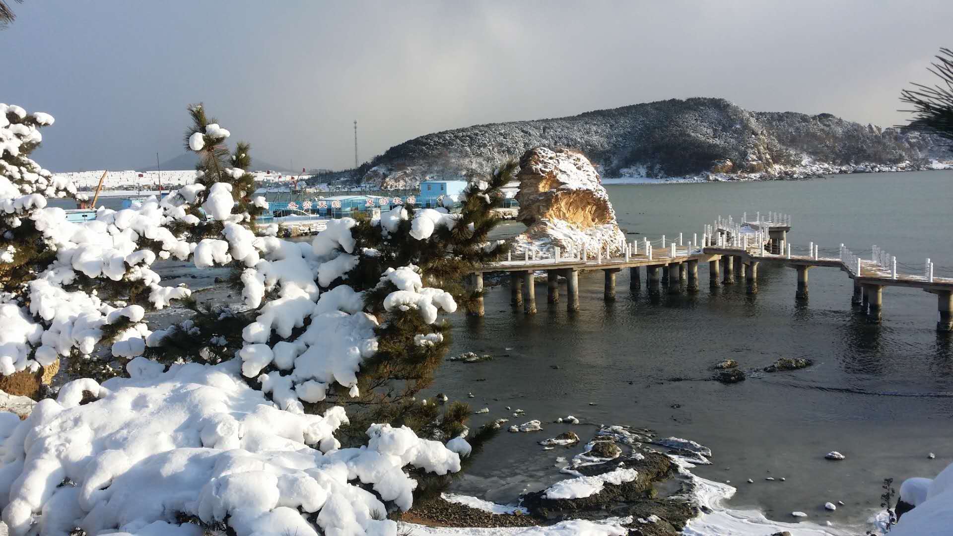 万只天鹅越冬栖息 威海多处海洋牧场成