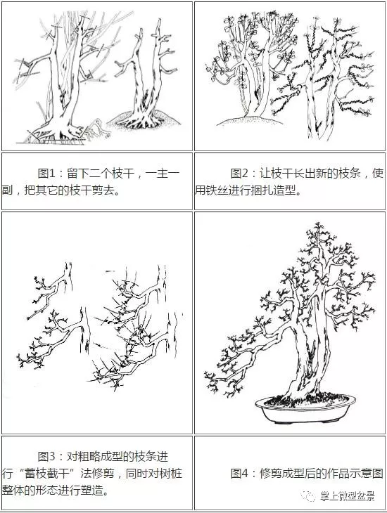 树桩盆景制作图解经典技法值得收藏