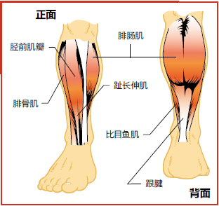 侧面的腓骨肌,背面连接跟腱的比目鱼肌和腓肠肌