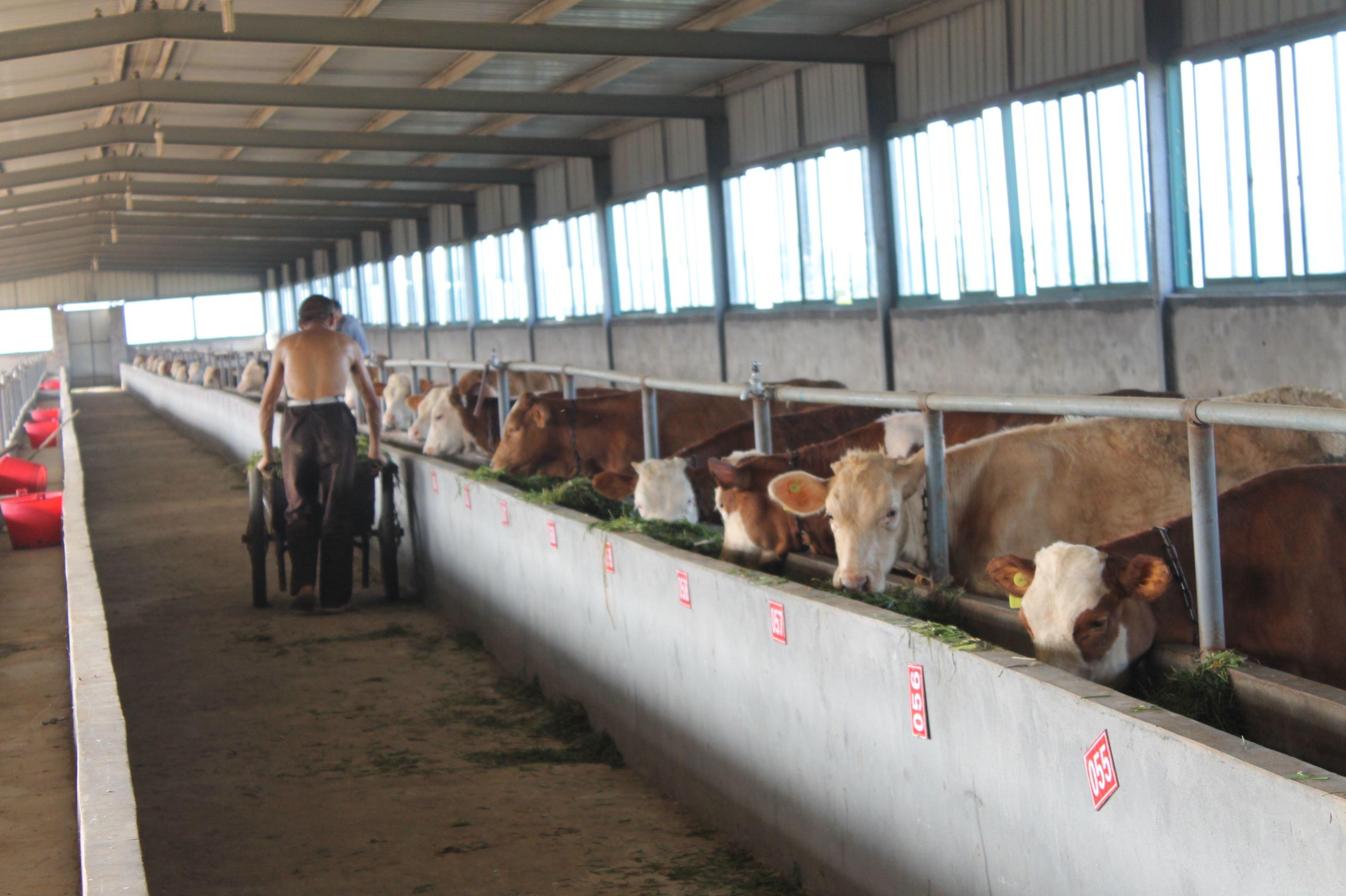 农村怎么搭建牛棚便宜,农村养10头牛的牛棚,农村简易牛棚图片大全_大山谷图库