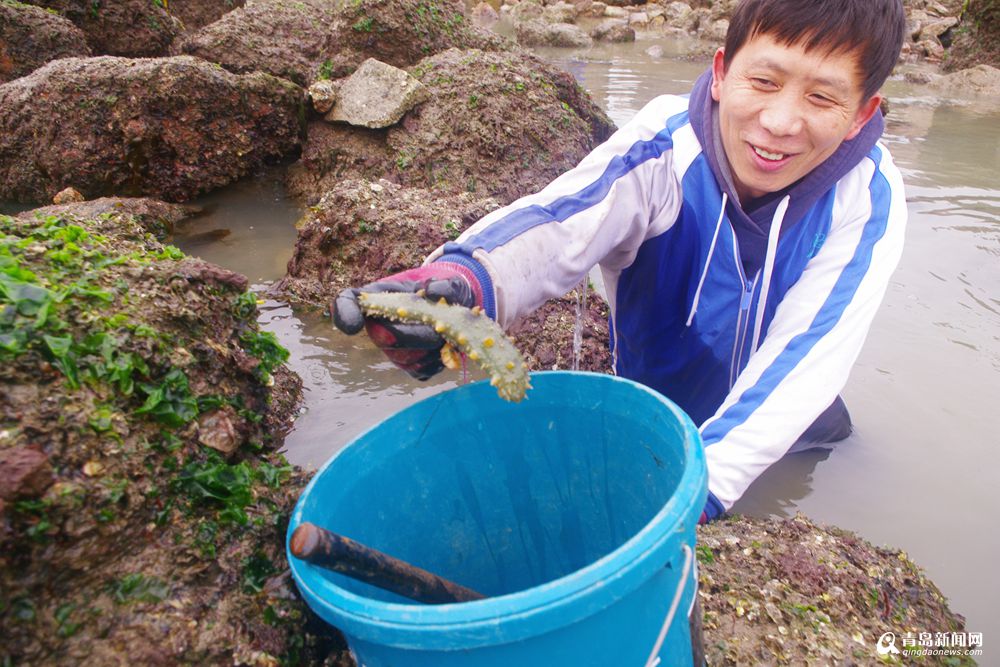 青岛市民冬日欢乐赶海 海参海胆啥都有