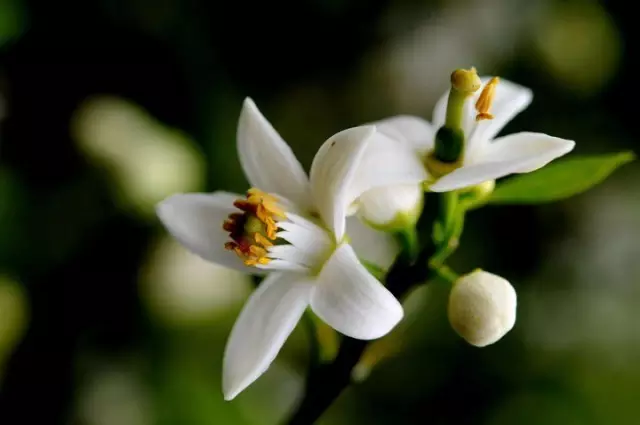 橙花精油 neroli eo