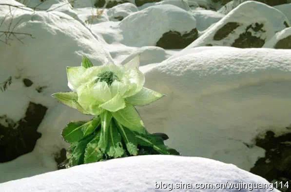 新疆天山雪莲花每五年一开,真难得(图)