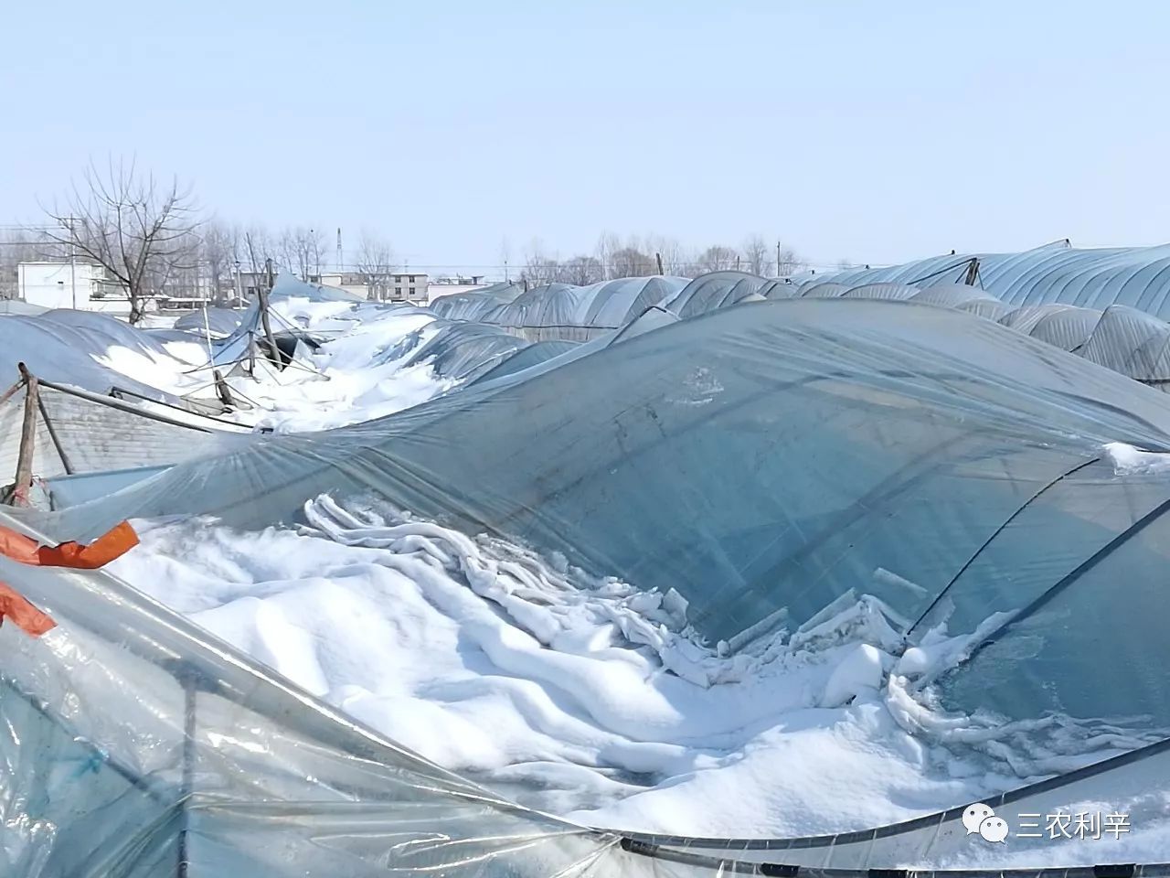 利辛城北镇雪灾致大棚倒塌种植户损失惨重