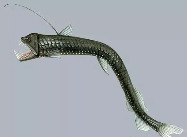 它体长达到两米, 头和身子很像鳗鱼, 但尾巴像其他鲨鱼 皱纹鲨长有