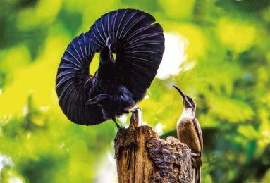 雄性极乐鸟为了获                    注,会生长极其明亮的彩色羽毛