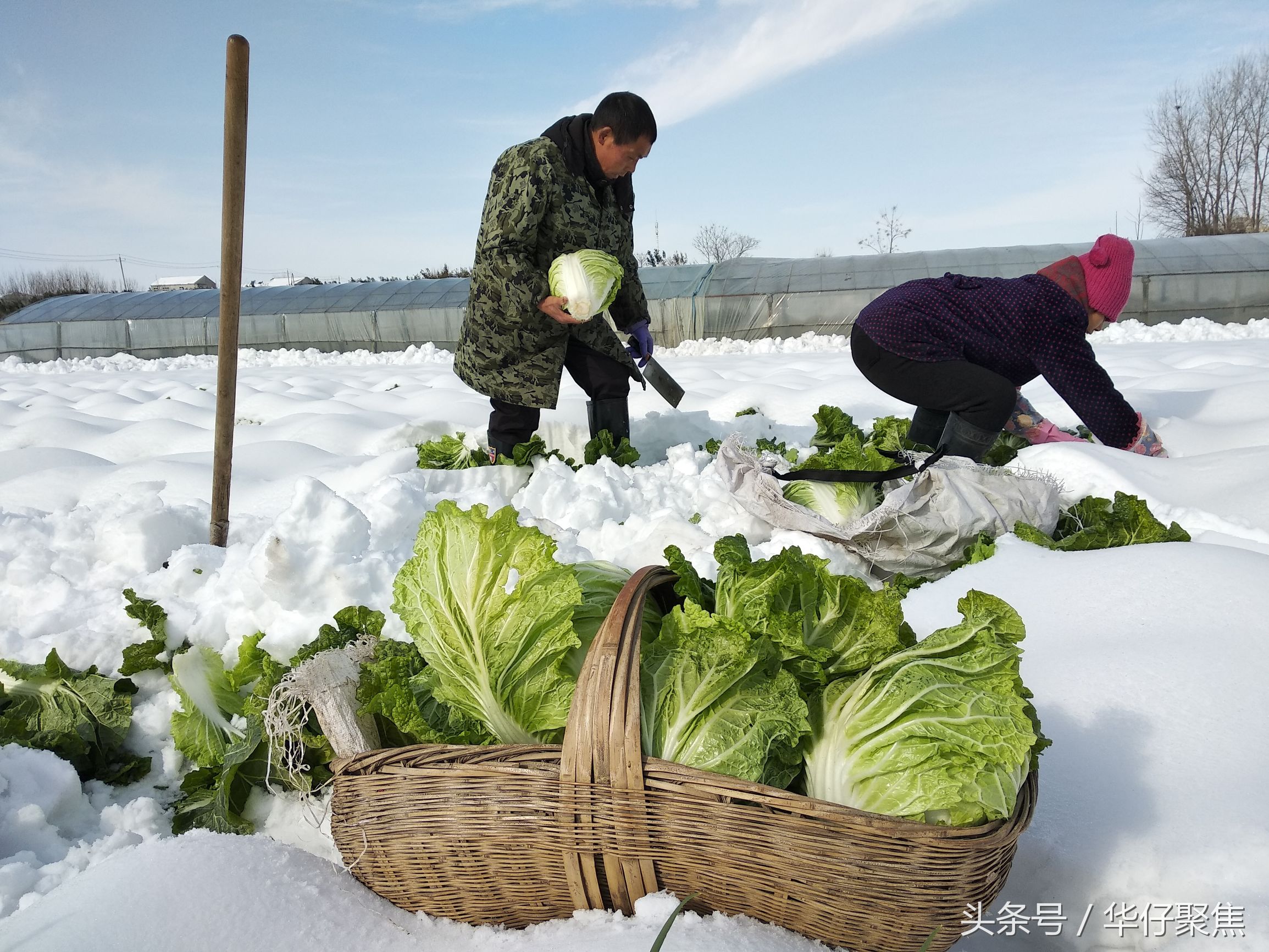 菜农雪地里刨白菜冰雪天蔬菜价格上涨天气是主要影响因素