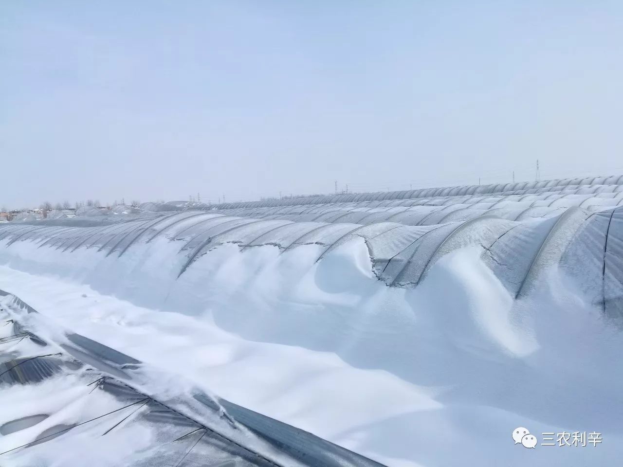 利辛城北镇雪灾致大棚倒塌种植户损失惨重