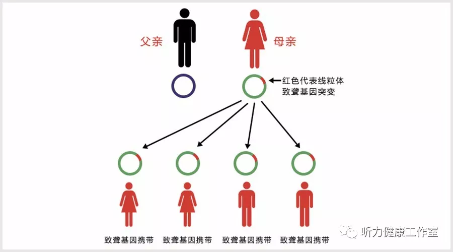 为什么说一针致聋与遗传性耳聋有关