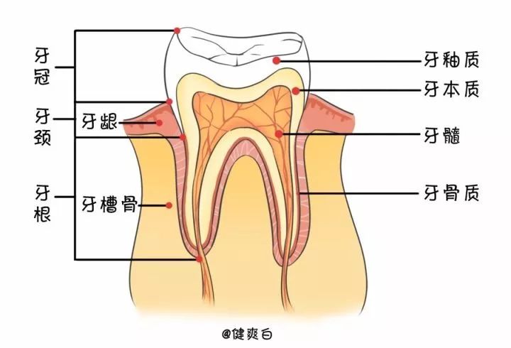 牙颈:牙冠与牙根交界处形成的弧形曲线.