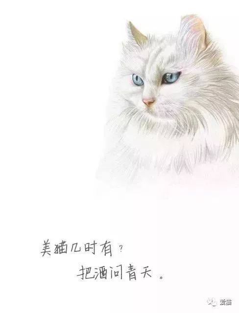 如果把诗歌里的某个词换成猫,笑到肚子疼!