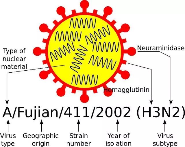 关于流感病毒你应该知道的n个真相!