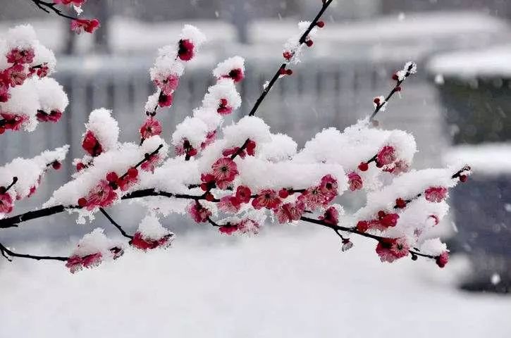 但梅花蕴含的高洁不屈的品格,让许多国人觉得它也是民族精神的化身.