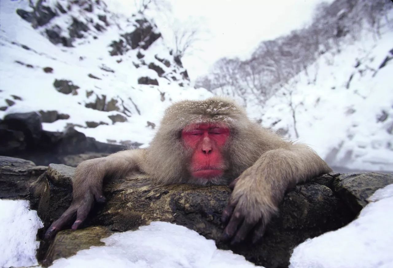 北海道的猴子泡温泉避寒 模样憨态可掬 表情销魂[13P]|无奇不有 - 武当休闲山庄 - 稳定,和谐,人性化的中文社区