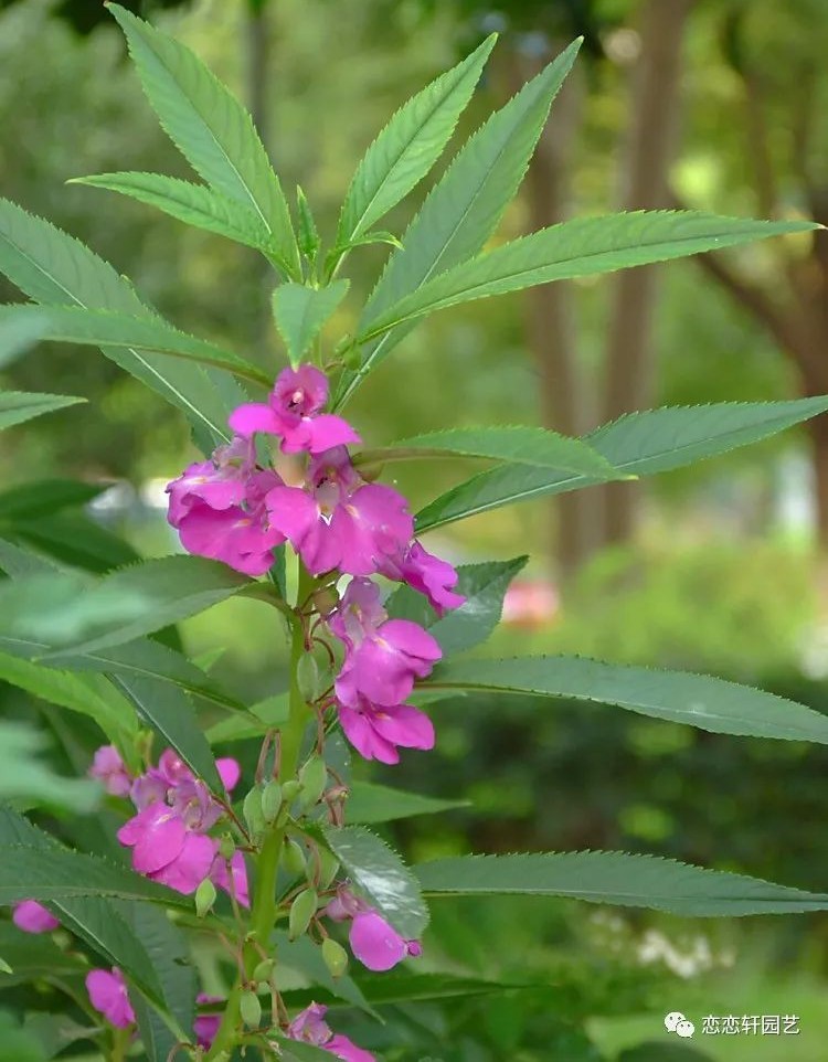 中国两栖爬行动物专家重庆自然博物馆黄永昭研究员介绍,凤仙花还能驱