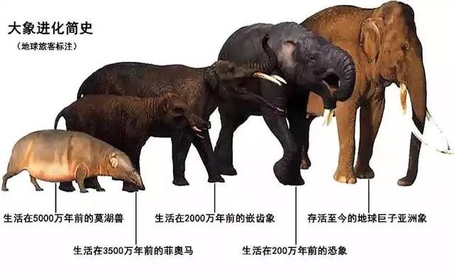 但随着气候的变迁与人类活动的扩张,大象的家族如今只剩下了三个
