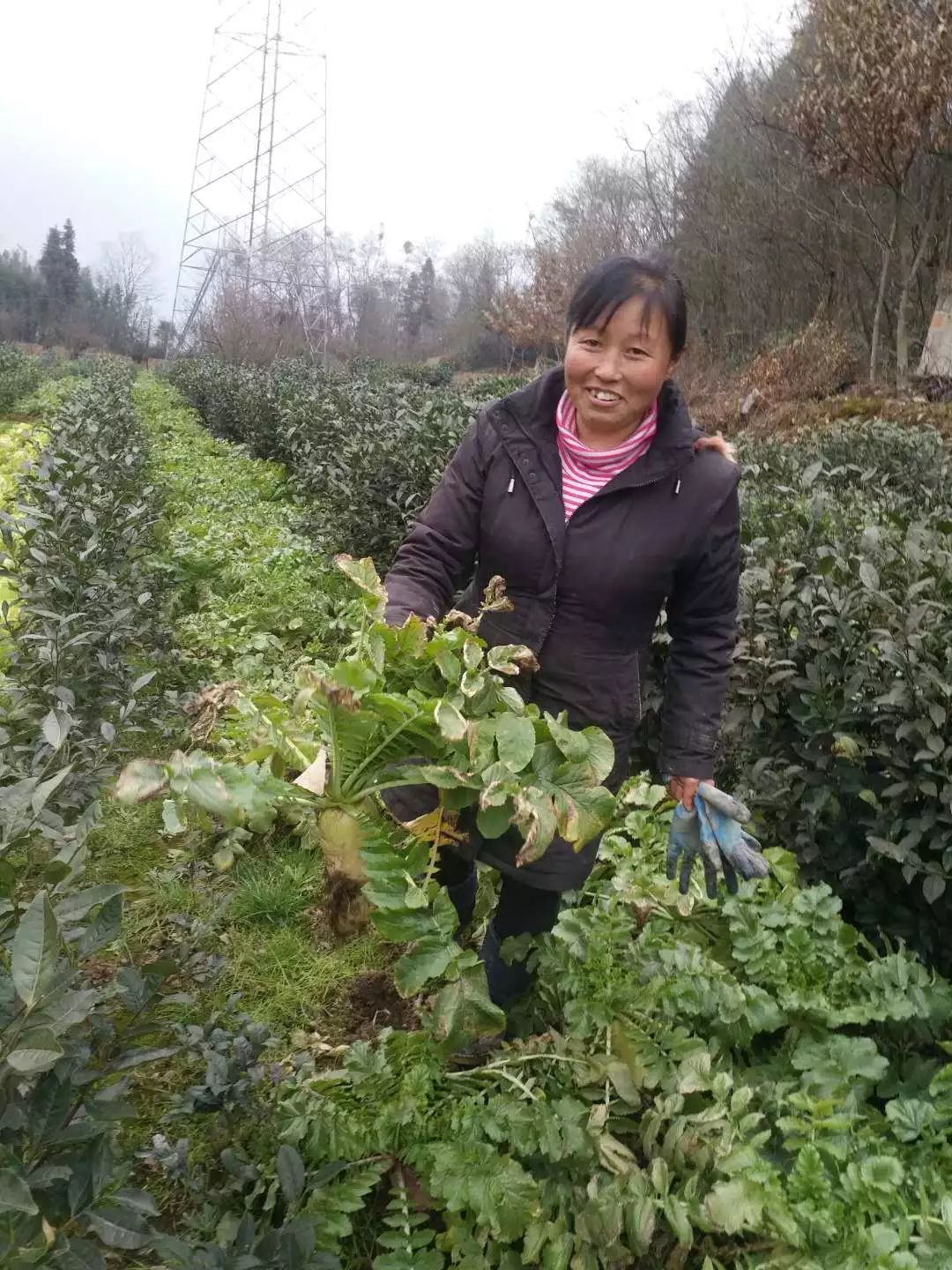 1月12日下午,我们来到了杨清秀的茶园,四十出头的她正忙着种植今年的