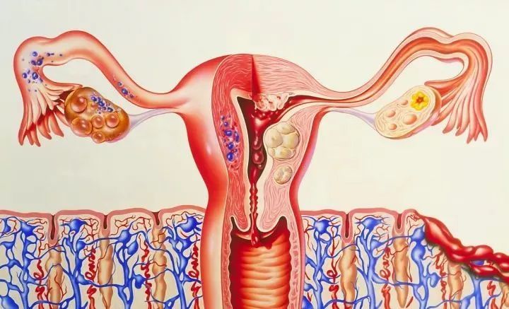 什么样的子宫内膜才能让胚胎着床?