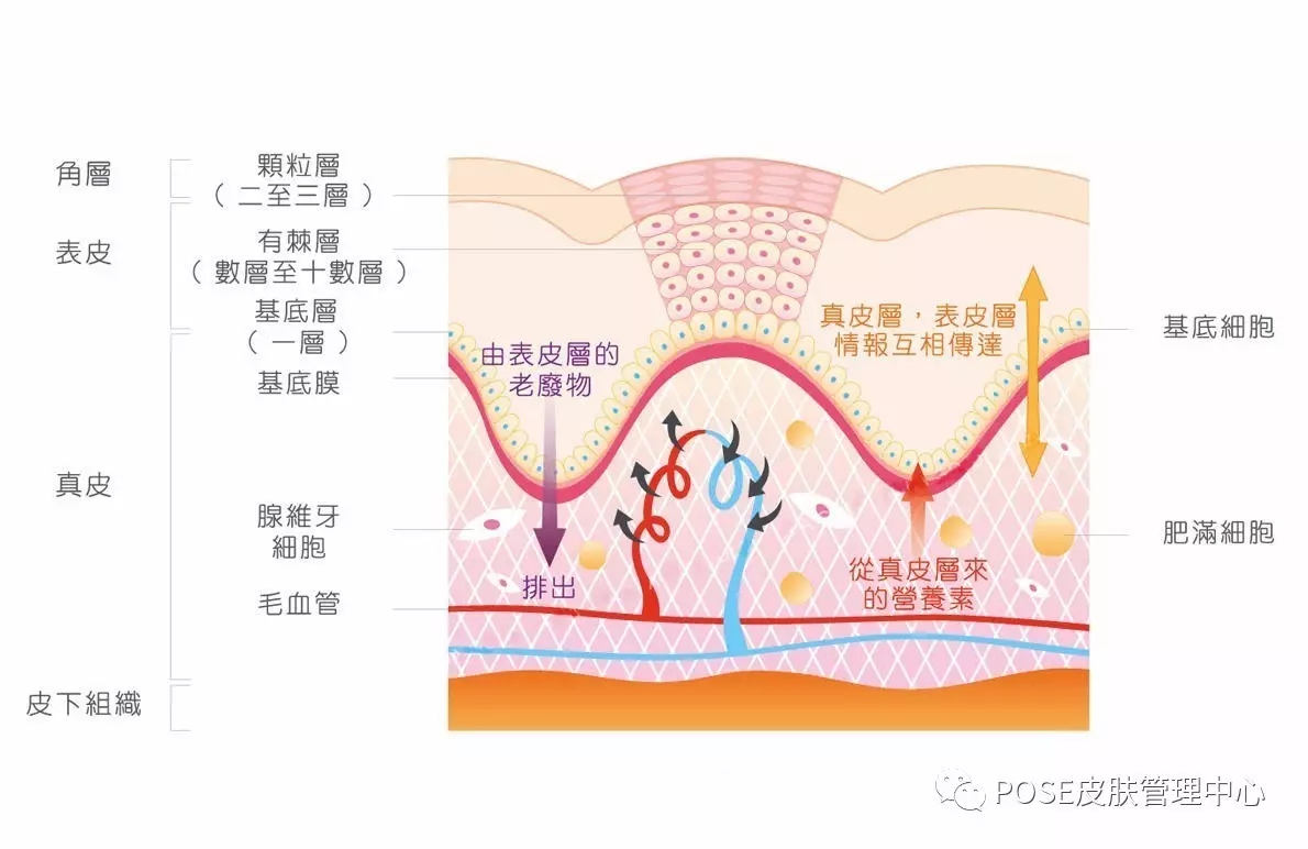 但是过厚的老化角质层会堵塞毛孔,引起痤疮粉刺,皮肤粗糙等各种皮肤