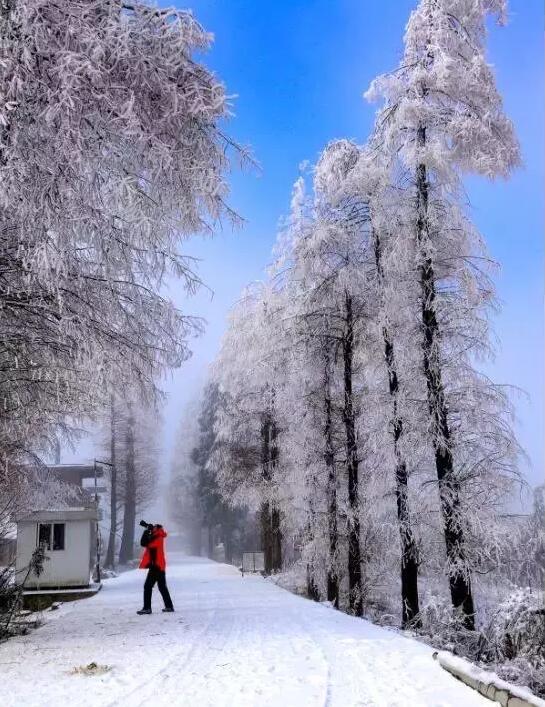 在海拨1600多米彭水摩围山的豹头崖景点,有雾淞,冰凌,冰挂,积雪等多种