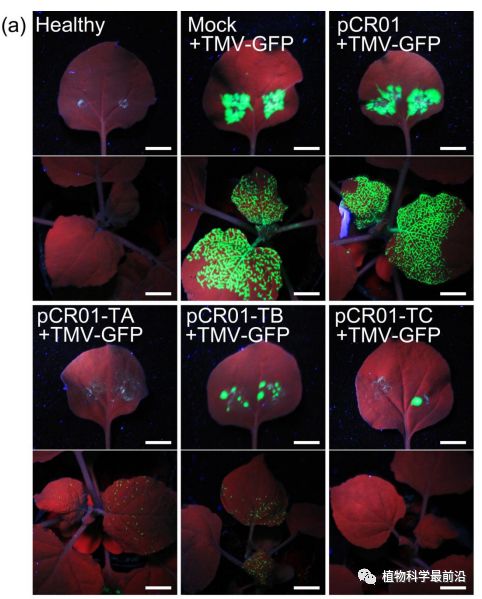 Plant Biotechnol J 华南农大周国辉团队在CRISPR Cas9介导的植物RNA病毒抗性研究中取得重要进展