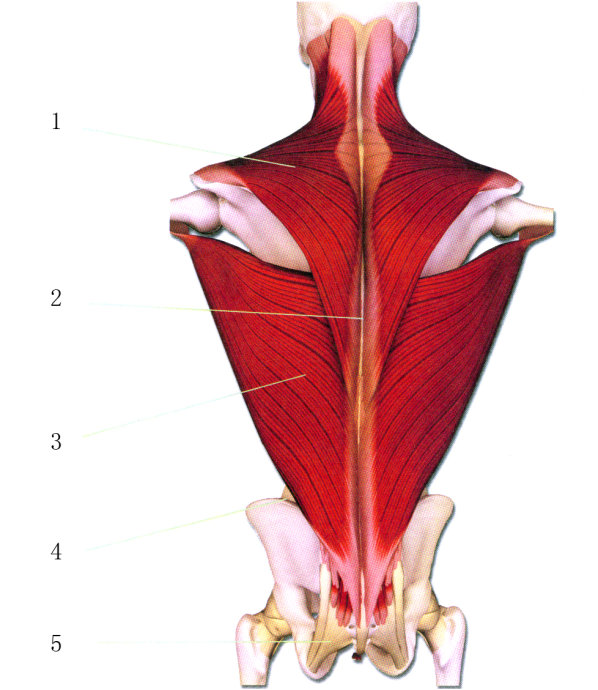 前群有胫骨前肌,趾长伸肌.