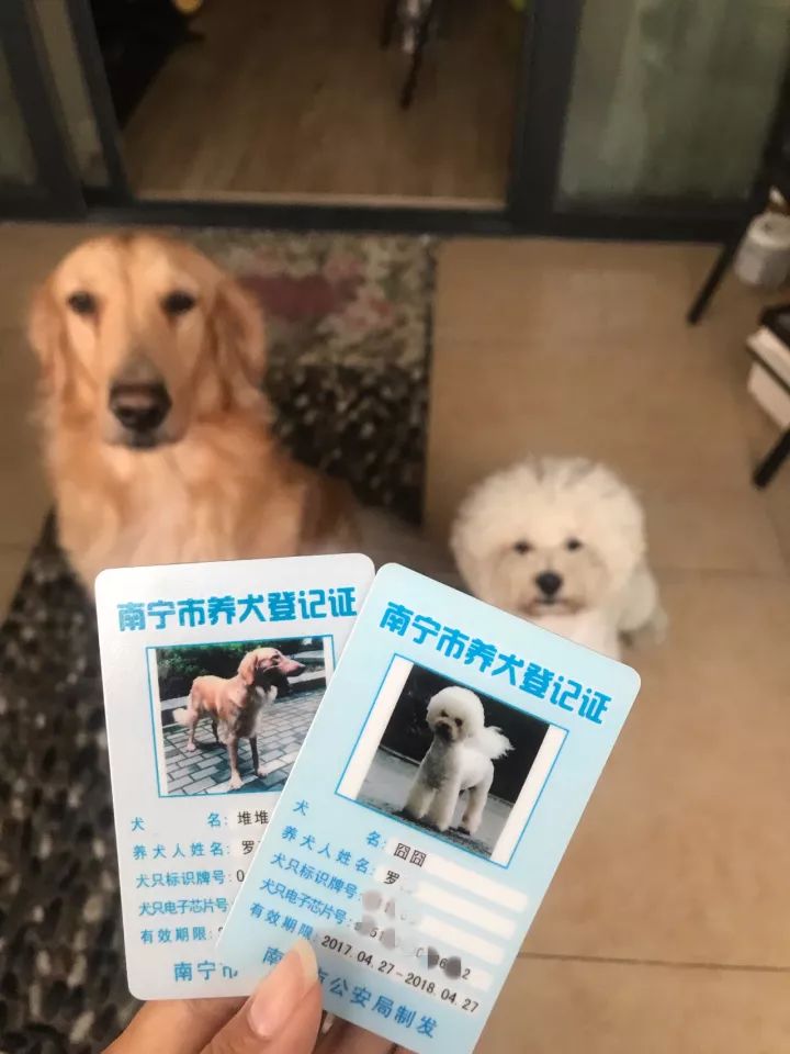 【收藏】南宁养犬登记办证全攻略!